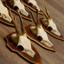 Bois de chevreuil, 3 pièces, chevreuils mâles, bois de chevreuil, trophées sculptés, 22.1320