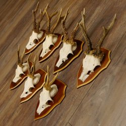 Bois de chevreuil, 3 pièces, chevreuils mâles, bois de chevreuil, trophées sculptés, 22.1320