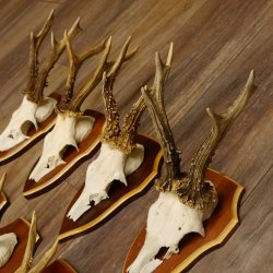 Bois de chevreuil, 3 pièces, chevreuils mâles, bois de chevreuil, trophées sculptés, 22.1320