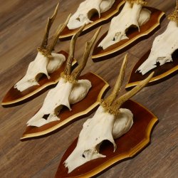 Bois de chevreuil, 3 pièces, chevreuils mâles, bois de chevreuil, trophées sculptés, 22.1320