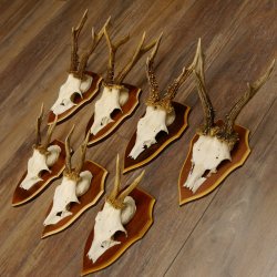 Bois de chevreuil, 3 pièces, chevreuils mâles, bois de chevreuil, trophées sculptés, 22.1320