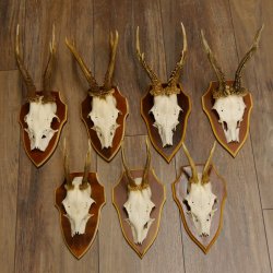 Bois de chevreuil, 3 pièces, chevreuils mâles, bois de chevreuil, trophées sculptés, 22.1320