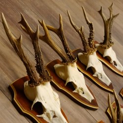 Bois de chevreuil, 3 pièces, chevreuils mâles, bois de chevreuil, trophées sculptés, 22.1320