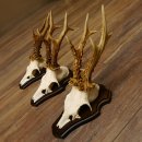 Rehgeweihe 3 Stück Rehböcke Reh Bock Geweihe...