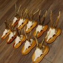 Rehgeweihe 10 Stück Rehböcke Reh Bock Geweihe...