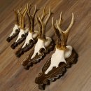 Rehgeweihe 5 Stück Rehböcke Reh Bock Geweihe...