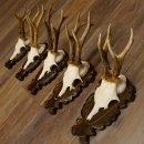 Rehgeweihe 5 Stück Rehböcke Reh Bock Geweihe...