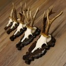 Rehgeweihe 5 Stück Rehböcke Reh Bock Geweihe...
