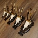 Rehgeweihe 5 Stück Rehböcke Reh Bock Geweihe...