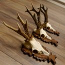 Rehgeweihe 3 Stück Rehböcke Reh Bock Geweihe...