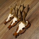 Rehgeweihe 3 Stück Rehböcke Reh Bock Geweihe...