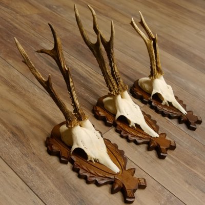 Reebokgeweien 3 stuks reebokken reebok geweien gesneden trofeeënborden 22.1320