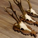 Reebokgeweien 3 stuks reebokken reebok geweien gesneden trofeeënborden 22.1320