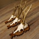 Rehgeweihe 3 Stück Rehböcke Reh Bock Geweihe...