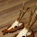 Reebokgeweien 3 stuks reebokken reebok geweien gesneden trofeeënborden 22.1320