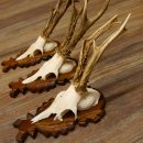 Reebokgeweien 3 stuks reebokken reebok geweien gesneden trofeeënborden 22.1320