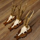 Reebokgeweien 3 stuks reebokken reebok geweien gesneden trofeeënborden 22.1320