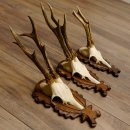 Reebokgeweien 3 stuks reebokken reebok geweien gesneden trofeeënborden 22.1320