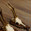 Reebokgeweien 3 stuks reebokken reebok geweien gesneden trofeeënborden 22.1320