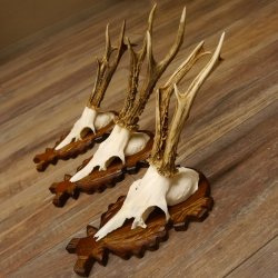 Reebokgeweien 3 stuks reebokken reebok geweien gesneden trofeeënborden 22.1320