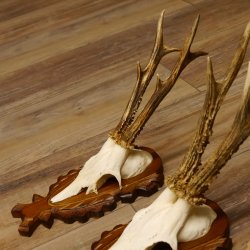 Reebokgeweien 3 stuks reebokken reebok geweien gesneden trofeeënborden 22.1320