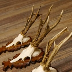 Reebokgeweien 3 stuks reebokken reebok geweien gesneden trofeeënborden 22.1320