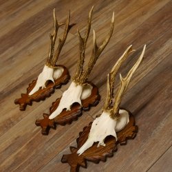 Reebokgeweien 3 stuks reebokken reebok geweien gesneden trofeeënborden 22.1320