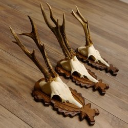 Reebokgeweien 3 stuks reebokken reebok geweien gesneden trofeeënborden 22.1320