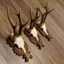 Deer antlers, 3 pieces, roe deer bucks, deer buck antlers, carved trophy signs 22.1320