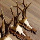Deer antlers, 3 pieces, roe deer bucks, deer buck antlers, carved trophy signs 22.1320