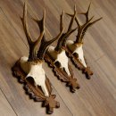 Deer antlers, 3 pieces, roe deer bucks, deer buck antlers, carved trophy signs 22.1320