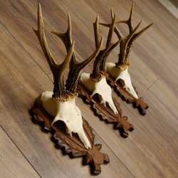 Deer antlers, 3 pieces, roe deer bucks, deer buck antlers, carved trophy signs 22.1320
