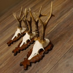 Deer antlers, 3 pieces, roe deer bucks, deer buck antlers, carved trophy signs 22.1320