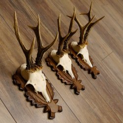 Deer antlers, 3 pieces, roe deer bucks, deer buck antlers, carved trophy signs 22.1320