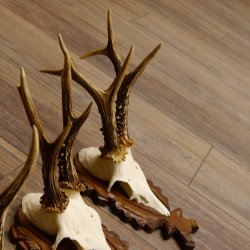 Deer antlers, 3 pieces, roe deer bucks, deer buck antlers, carved trophy signs 22.1320