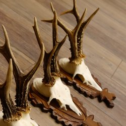 Deer antlers, 3 pieces, roe deer bucks, deer buck antlers, carved trophy signs 22.1320