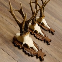 Deer antlers, 3 pieces, roe deer bucks, deer buck antlers, carved trophy signs 22.1320