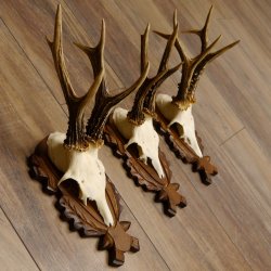Deer antlers, 3 pieces, roe deer bucks, deer buck antlers, carved trophy signs 22.1320
