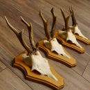 Rehgeweihe 4 Stück Rehböcke Reh Bock Geweihe...