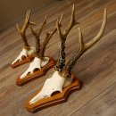 Rehgeweihe 3 Stück Rehböcke Reh Bock Geweihe...