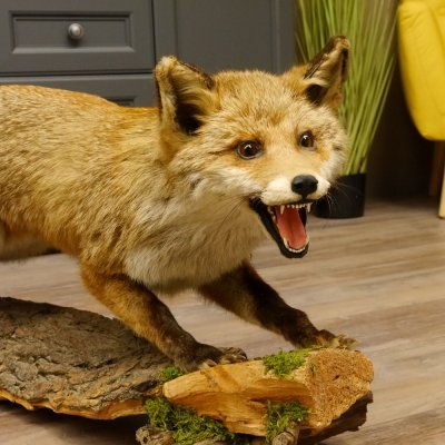 Zorro rojo, boca abierta sobre tronco de árbol, preparacion, preparacion de animales, trofeo animal 89.8.180