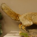 Zorro rojo, boca abierta sobre tronco de árbol,...