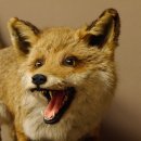 Zorro rojo, boca abierta sobre tronco de árbol, preparacion, preparacion de animales, trofeo animal 89.8.180