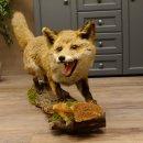 Zorro rojo, boca abierta sobre tronco de árbol, preparacion, preparacion de animales, trofeo animal 89.8.180