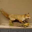 Zorro rojo, boca abierta sobre tronco de árbol, preparacion, preparacion de animales, trofeo animal 89.8.180