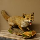 Zorro rojo, boca abierta sobre tronco de árbol, preparacion, preparacion de animales, trofeo animal 89.8.180