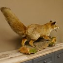 Zorro rojo, boca abierta sobre tronco de árbol, preparacion, preparacion de animales, trofeo animal 89.8.180