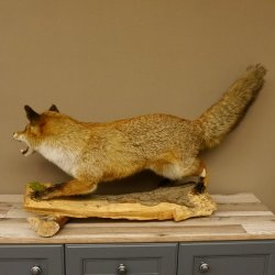 Zorro rojo, boca abierta sobre tronco de árbol, preparacion, preparacion de animales, trofeo animal 89.8.180
