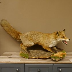 Zorro rojo, boca abierta sobre tronco de árbol, preparacion, preparacion de animales, trofeo animal 89.8.180