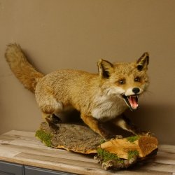Zorro rojo, boca abierta sobre tronco de árbol, preparacion, preparacion de animales, trofeo animal 89.8.180